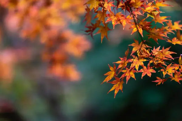 The latest Autumn News from Snug