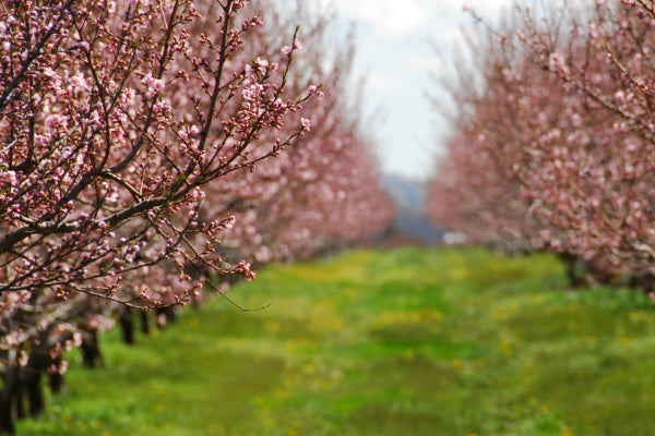 Spring News: Enhancing Your Hawke's Bay Home with Snug